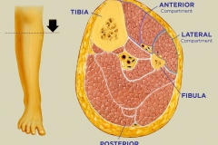Leg Compartments