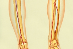 Lower Leg Blood Supply