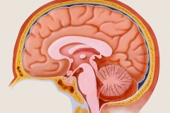 Normal Brain