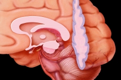 Posterior Cerebral Artery