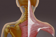 Spinal Injury