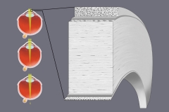 Corneal Anatomy