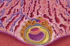 Blastocyst