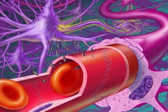 Blood Brain Barrier