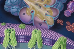 Cystic Fibrosis