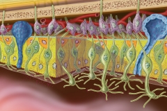 Nasal Epithelium