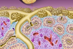 Pancreas