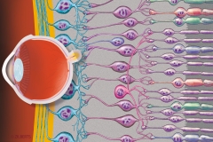 Retinal structure