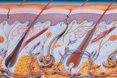 Skin Anatomy