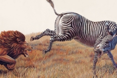 Zebra vs Lion