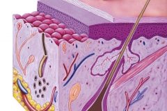Normal Skin Anatomy