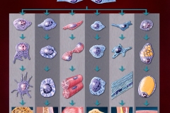Stem Cell Lines