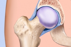 Normal Hip Anatomy