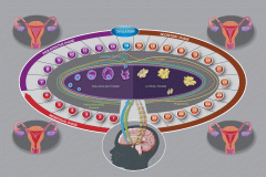 Menstrual Cycle Infographic